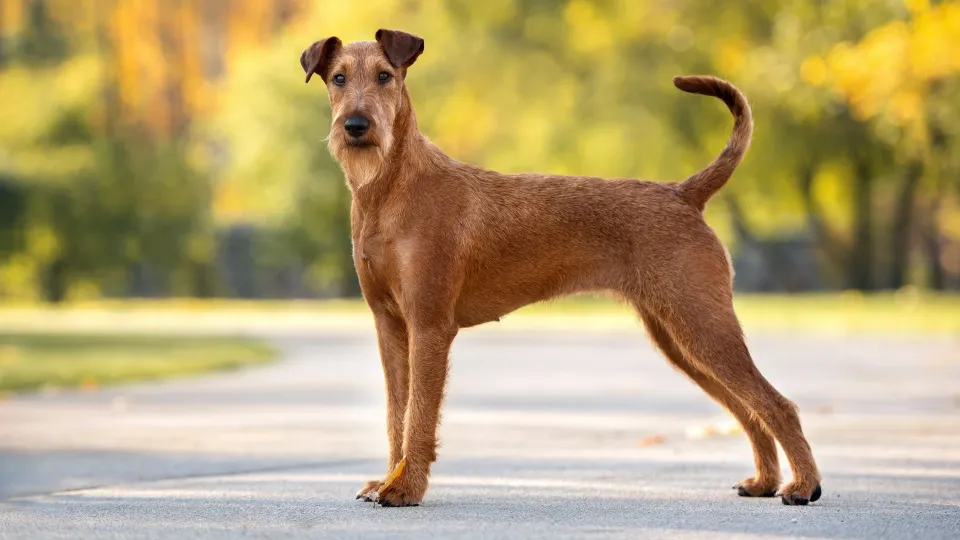 Irish Terrier